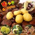 New Crop Bulk Chinese Chestnuts Wholesale Castanea Sativa